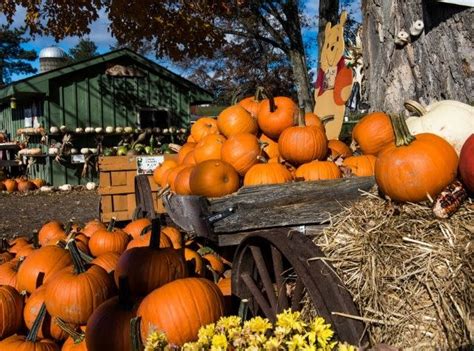 pumpkin patch new york state