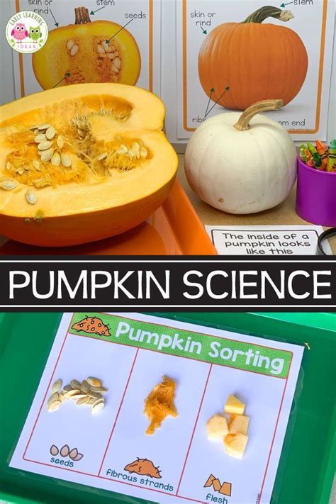 Pumpkin Science Activities For Kindergarten Science Activities With Pumpkins - Science Activities With Pumpkins