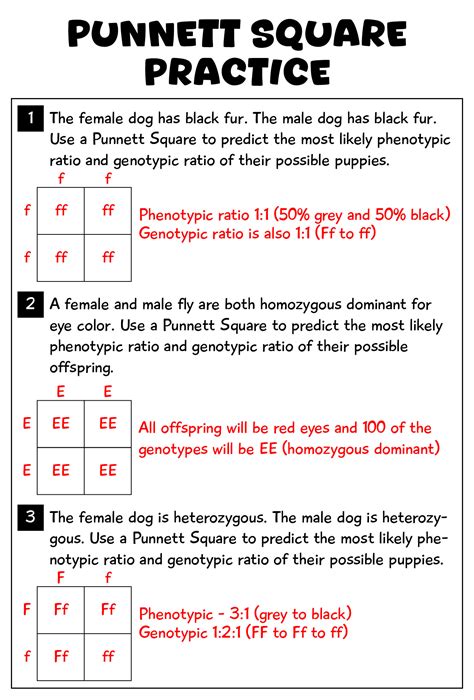 Punnett Square Practice