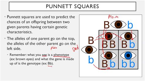 Punnett Square Science Primer Science Punnett Squares - Science Punnett Squares