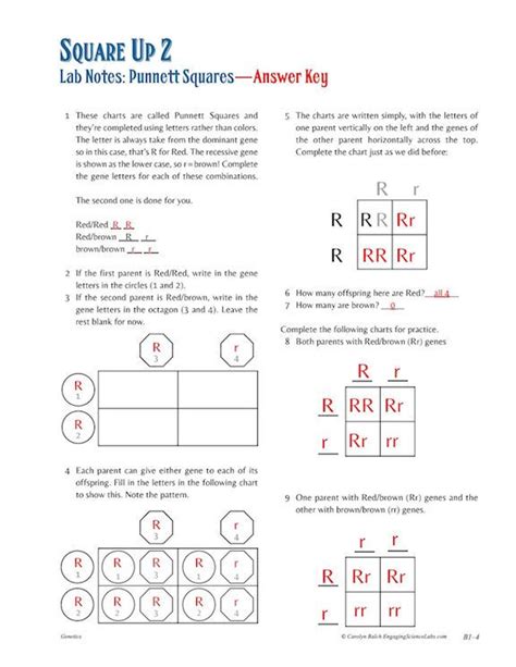 Punnett Squares 15 Page Worksheet Packet With Answer Punnett Square Worksheet 2 Answer Key - Punnett Square Worksheet 2 Answer Key