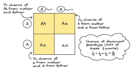 Punnett Squares And Probability Practice Khan Academy Science Punnett Squares - Science Punnett Squares