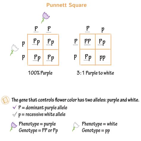 Punnett Squares For Genetic Analyses Biology Jove Science Punnett Squares - Science Punnett Squares