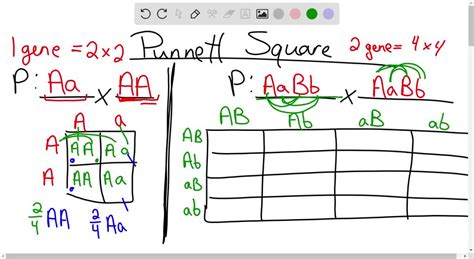 Read Online Punnett Square 2 Answers 
