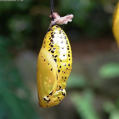 pupa