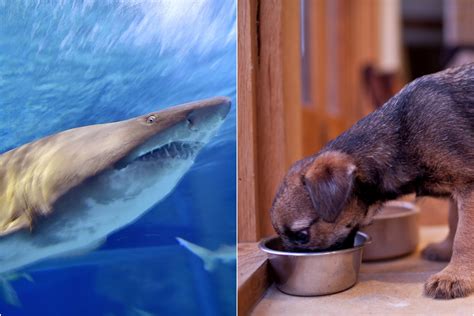Puppies And Kittens As Shark Bait