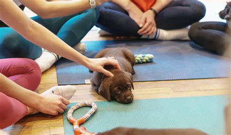 Puppy Yoga London Ontario