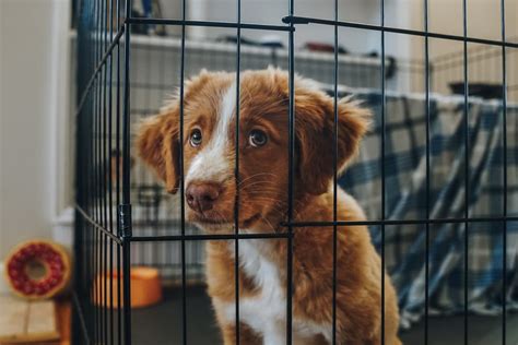 puppy cries in crate all day