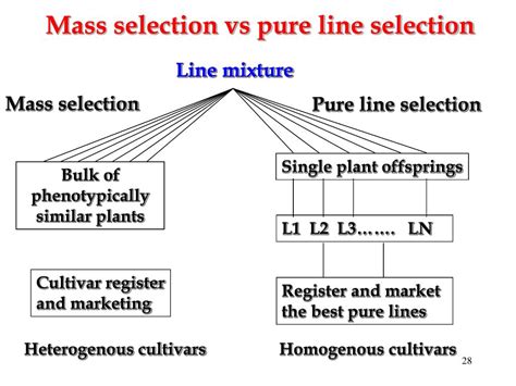Pure Line Selection