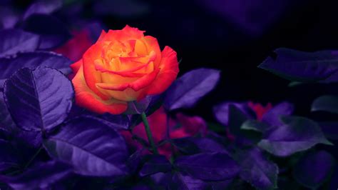 Purple And Orange Roses