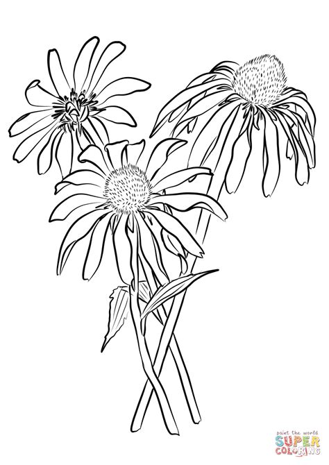 Purple Coneflower Coloring Page Free Printable Coloring Pages Color Purple Coloring Page - Color Purple Coloring Page