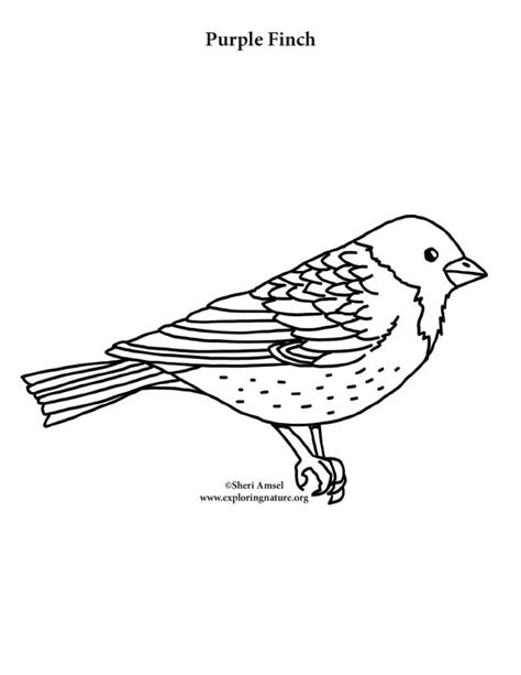 Purple Finch Coloring Page Exploring Nature Purple Finch Coloring Page - Purple Finch Coloring Page