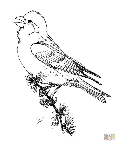 Purple Finch Coloring Page Free Coloring Page Purple Finch Coloring Page - Purple Finch Coloring Page