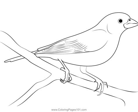 Purple Finch On Tree Coloring Page Pinterest Purple Finch Coloring Page - Purple Finch Coloring Page
