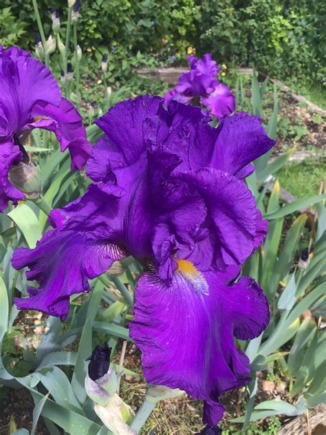 purple iris large 8 5 x 11 2015 monthly planner 2