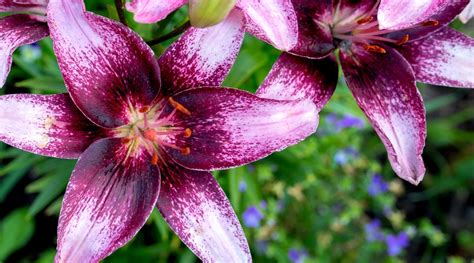 purple lilies