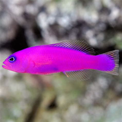 purple marine