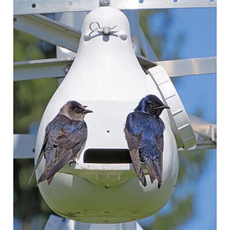 purple martin gourds for sale eBay