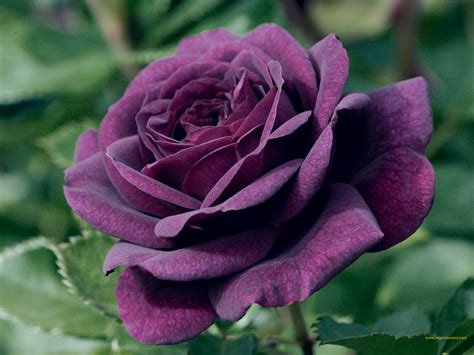 Purple Rose Flowers Images