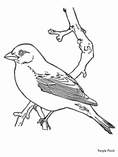 Purplefinch Animals Coloring Pages Amp Coloring Book Purple Finch Coloring Page - Purple Finch Coloring Page