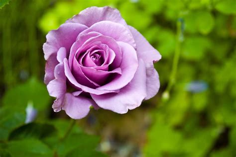 purplerosee