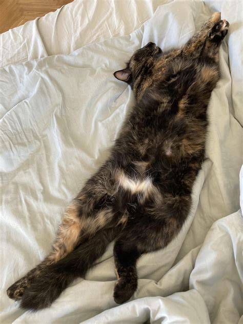 purrfectduo nude