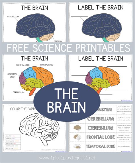 Puzzles To Print Printable Science Brain Teasers - Printable Science Brain Teasers