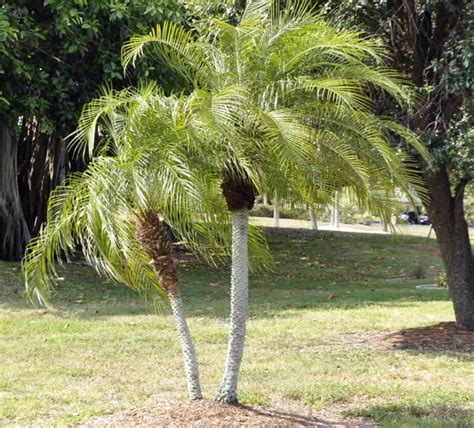 pygmy date palm poisonous
