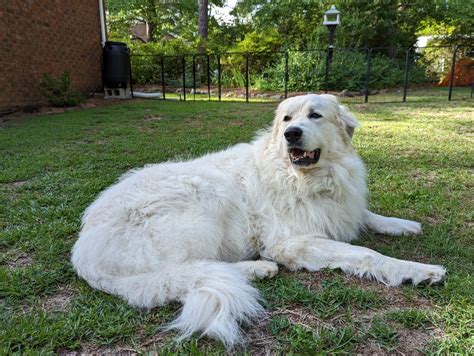 pyrenees dog lifespan