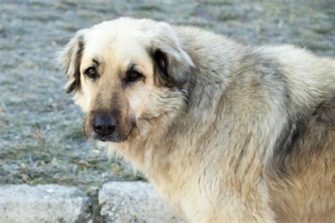 pyrenees shepherd dog
