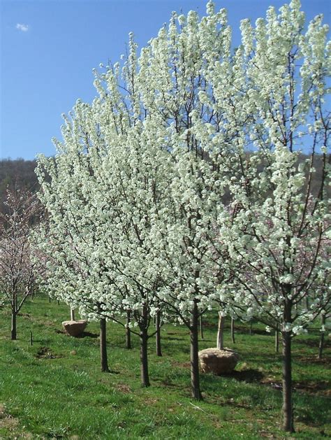 pyrus aristocrat tree