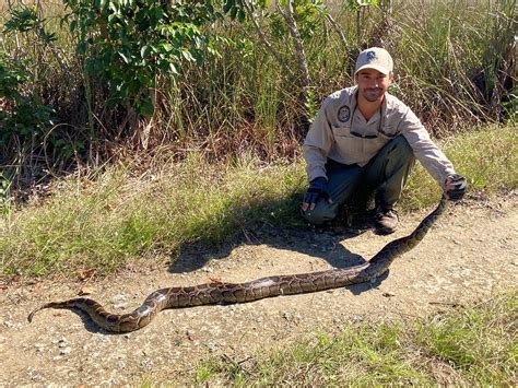 python hunting florida