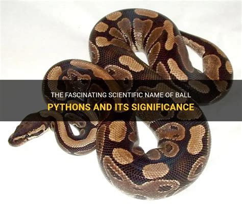 Python Scientific Name
