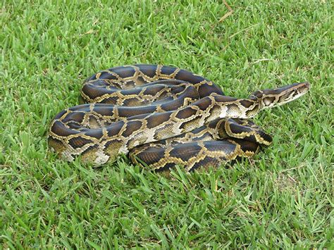 pythons in florida