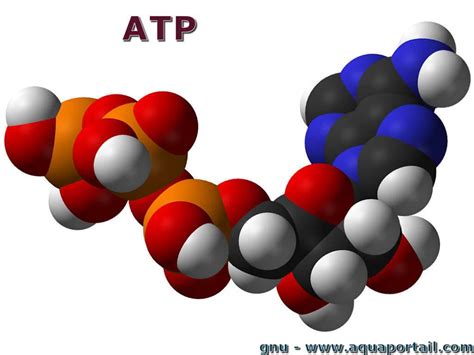 Q Es Atp