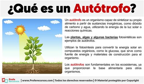 Q Significa Autotrofo