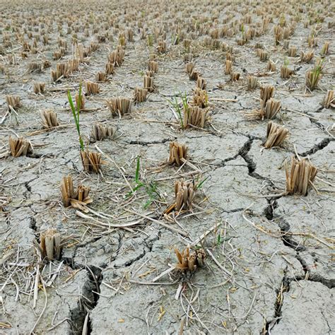 Qué Afectaciones Causa La Sequía En Un Ecosistema