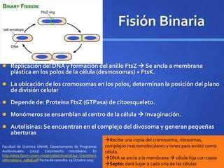 Qué Es Fisión Binaria