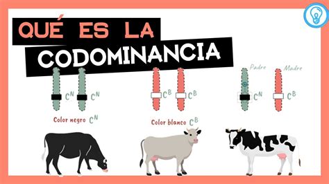 Qué Es La Codominancia
