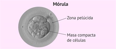 Qué Es La Mórula