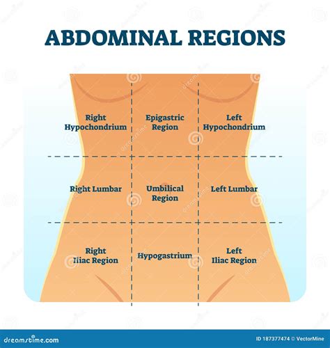 Quadrant Of The Abdomen