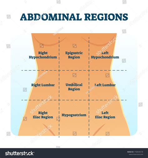 Quadrants Of Abdominal