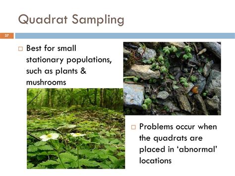 Quadrat Sampling In Population Ecology Dartmouth College