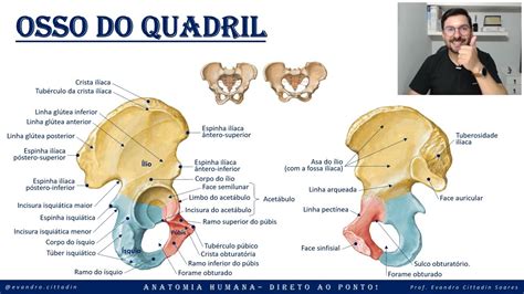 Quadril Anatomia Ossos