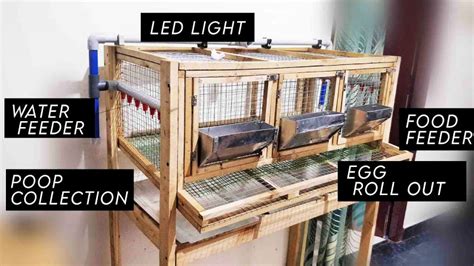 Quail Cage Design