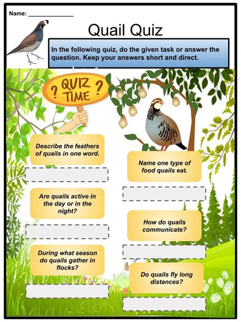 Quail Facts Quiz Amp Worksheet For Kids Study Kindergarten Quail Worksheet - Kindergarten Quail Worksheet