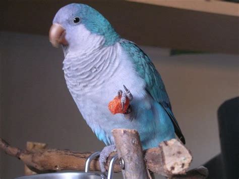 Please Join our page for all Commercial Lovebirds update, sale