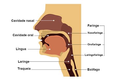 Qual A Função Da Faringe