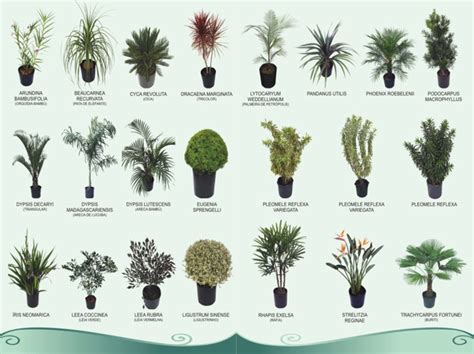 Qual A Planta Que Era Frequentemente Pintada Por Van Gogh