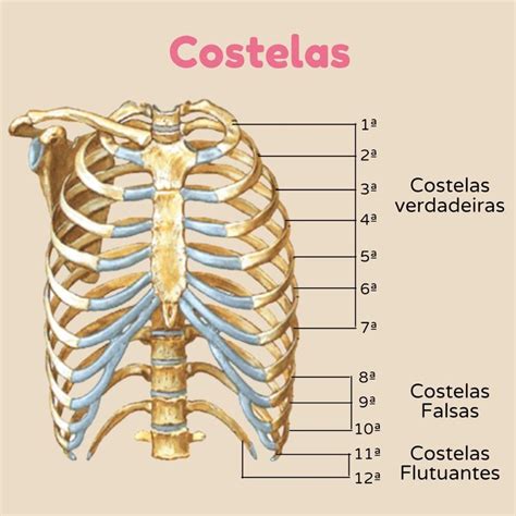 Quantas Costelas Temos